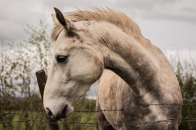 Natuurlijke ondersteuning bij paarden met 100% kruiden